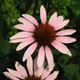 image de Echinacea