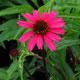 image de Echinacea