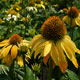 image de Echinacea