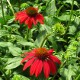 image de Echinacea