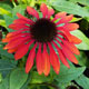 image de Echinacea