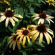 image de Echinacea