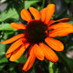 image de Echinacea x