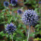 image de Echinops ritro