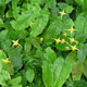 image de Epimedium x