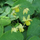 image de Epimedium x versicolor