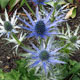 image de Eryngium x zabelii