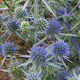 image de Eryngium planum