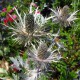 image de Eryngium alpinum