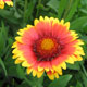 image de Gaillardia x grandiflora