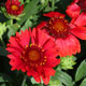 image de Gaillardia x grandiflora