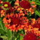 image de Gaillardia x grandiflora