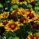 image de Gaillardia x grandiflora