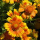 image de Gaillardia x grandiflora