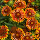 image de Gaillardia