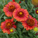 image de Gaillardia aristata