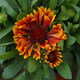 image de Gaillardia