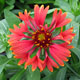 image de Gaillardia x grandiflora