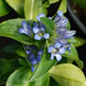 image de Gentiana cruciata