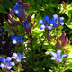 image de Gentiana septemfida lagodoechiana