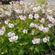 image de Geranium x cantabrigiense