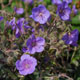 image de Geranium pratense