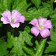 image de Geranium x oxionianum