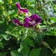 image de Geranium phaeum