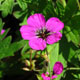 image de Geranium psilostemon