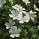 image de Geranium sanguineum