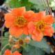 image de Geum