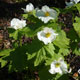 image de Glaucidium palmatum leucanthemum