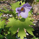 image de Glaucidium palmatum