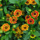 image de Helenium autumnale