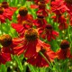 image de Helenium x