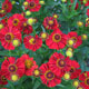 image de Helenium x