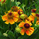 image de Helenium autumnale