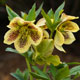 image de Helleborus