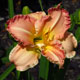 image de Hemerocallis