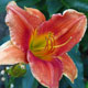 image de Hemerocallis