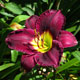 image de Hemerocallis