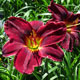 image de Hemerocallis