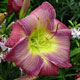 image de Hemerocallis