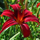 image de Hemerocallis