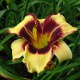 image de Hemerocallis