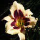 image de Hemerocallis