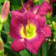 image de Hemerocallis