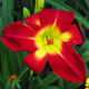 image de Hemerocallis