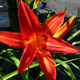 image de Hemerocallis