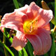 image de Hemerocallis